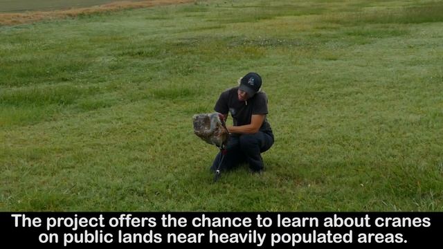 Unlocking the secrets of Sandhill Crane productivity, survival смотреть онлайн