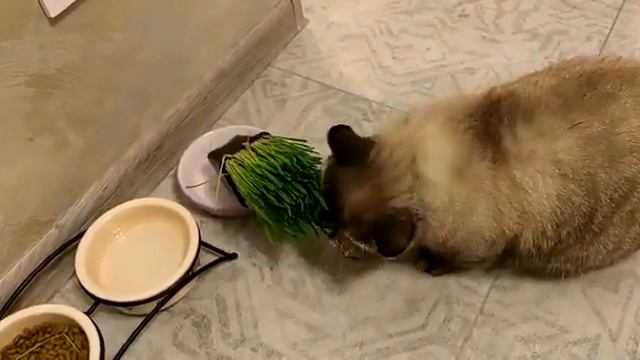 Филимон дома 1 смотреть онлайн