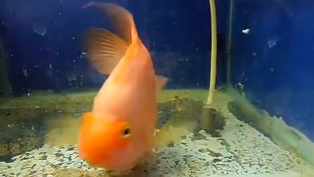 Трехгибридный попугай смотреть онлайн