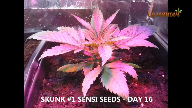 Skunk #1 (Sensi Seeds)