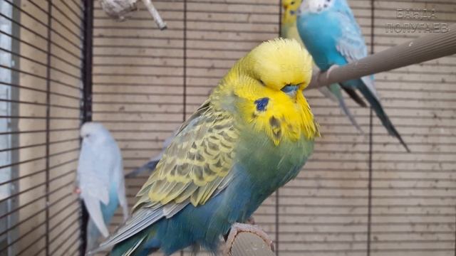 Учим попугая говорить 