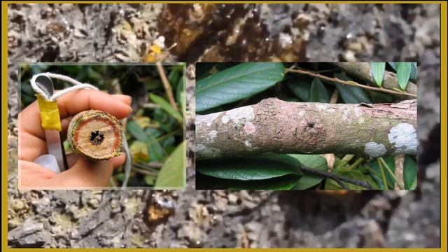 Рассказ о роде муравьёв Gesomyrmex | Gesomyrmex howardi смотреть онлайн