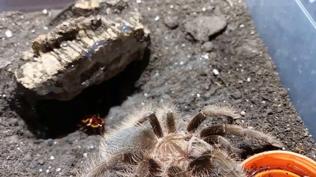 Tarantula Spotlight: Tliltocatl albopilosum смотреть онлайн