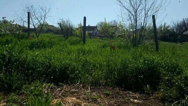 Борьба с травой на пасеке