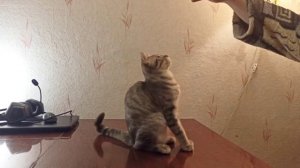 ВПХ. Дрессировка котёнка с нуля. Учим команды. Урок 4. Команда «Зайка»