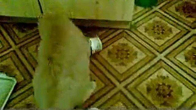 maski koshki 1 смотреть онлайн