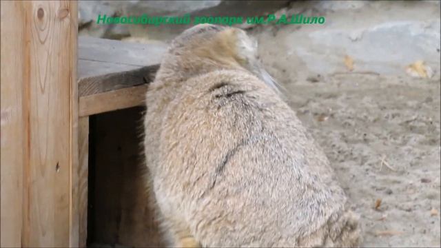 Котята манулов после обеда вышли погулять 26.10.2022 смотреть онлайн