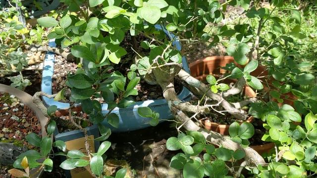 Bonsai Trees : Azealias, Crepe Myrtle, Hornbeam, ficus etc. смотреть онлайн