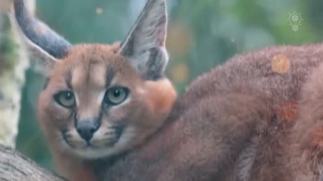 Caracal смотреть онлайн