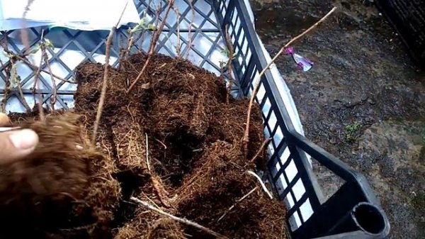 Обзор рассады фиго(клубника,малина)