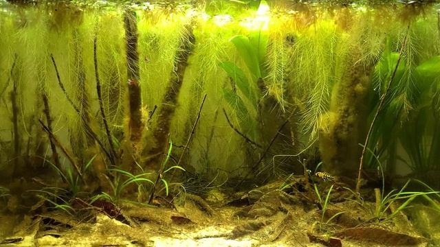 Голубой неон – самая популярная рыбка среди аквариумистов смотреть онлайн