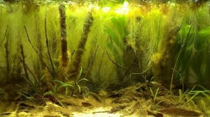 Голубой неон – самая популярная рыбка среди аквариумистов