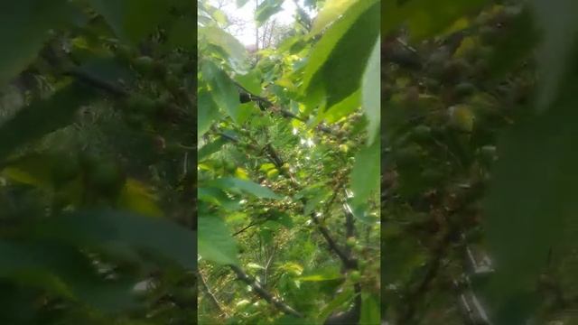 Черешня Валерій Чкалов.