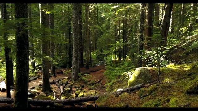Видео прогулки в лесу смотреть онлайн