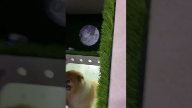 Арчи на стрижку ? смотреть онлайн