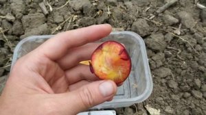 алыча Злато скифов, Десертняя ранняя, Метдейская красная, Путешественница, Сверхранняя