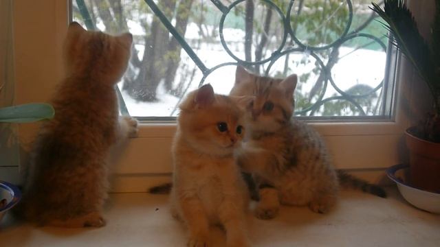 Котятки окраса золотая шиншилла смотреть онлайн