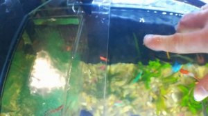 Отсаживаем беременную самку меченосца(санта клаус)