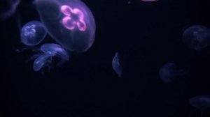 Заставка на экран Медузы Успокаивающий  темный фон для видео HD Море Медитация Фон для сна