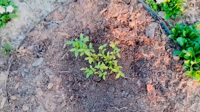 Голубика на севере смотреть онлайн