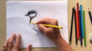 Рисуем синицу цветными карандашами вместе с художницей Наталкой Барвинок #класс_рисования