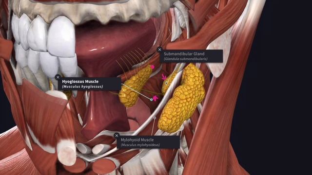 Submandibular Salivary Gland | Parts | Relations | Duct & Relations |Nerve Supply |Clinical anatomy смотреть онлайн