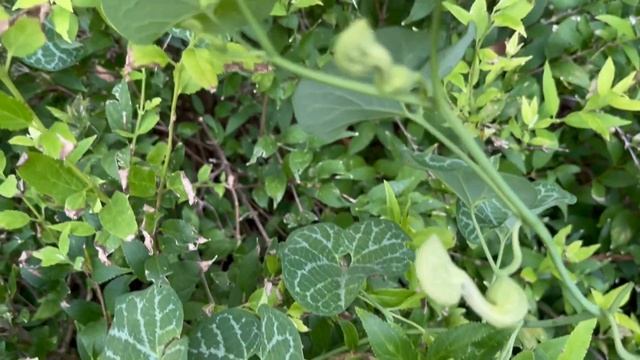 White Veined Hardy Dutchman's Pipe, Aristolochia Fimbriata