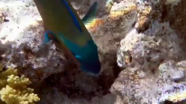 #Подводные съемки-любительской мыльницей.Underwater shooting by amateur camera смотреть онлайн