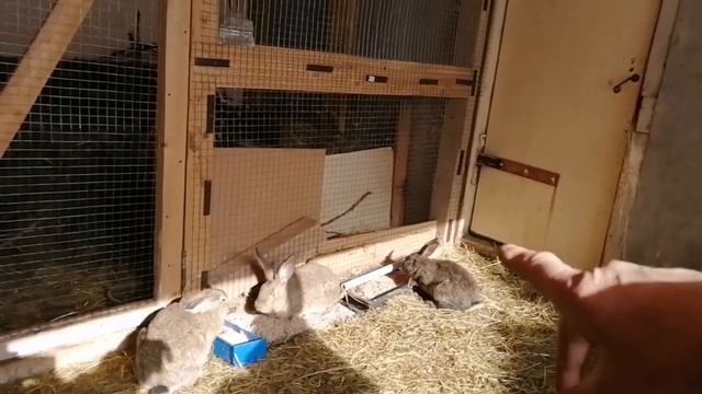 КРОЛИКИ В ВОЛЬЕРЕ, Rabbits in an Aviary, ПЕРЕЕЗД КРОЛЬЧАТ, Moving is crooked. смотреть онлайн