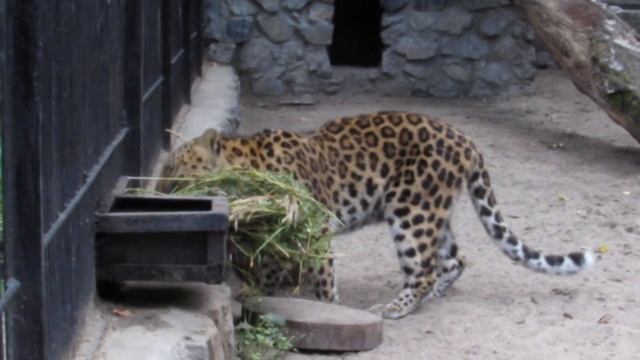 Дальневосточный леопард ест траву 05.08.2019 смотреть онлайн