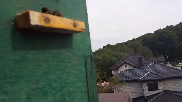 Ловля роя пчёл. смотреть онлайн