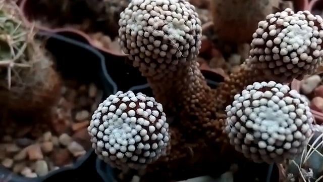 Mammillaria luethyi (маммиллярия Люти). Особенности содержания и получения семян. смотреть онлайн