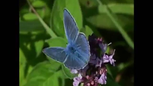 Enya - Pale Grass Blue смотреть онлайн