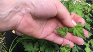 ?Стефанандра надрезаннолистная "Криспа" ???