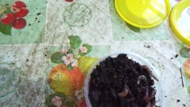 Новая упаковка для червя/Разведение червя дендробена смотреть онлайн