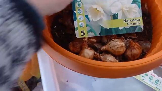 ПОЗДНО НО ПОСАДИЛА НАРЦИССЫ смотреть онлайн