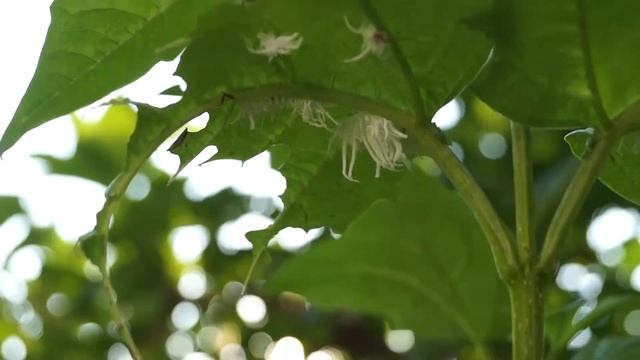 Пилильщик морщинистый черносмородинный на калине смотреть онлайн