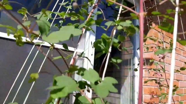 Роза СВАНИ ,КОМТЕС ДЕ БАРИ , ГРАНД ОТЕЛЬ , НАВАЛИС , ГЛОРИЯ ДЭЙ , ПРИНЦ ДЕ МОНАКО . смотреть онлайн