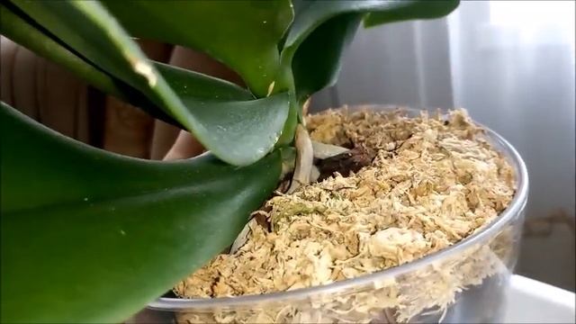 Орхидея Равелло и орхидея Калейдоскоп! Черные места на шейки орхидей, виной этому, корни! смотреть онлайн