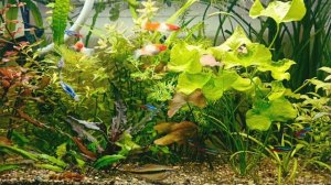 Повышение активности роста аквариумных растений: мои проверенные приемы!