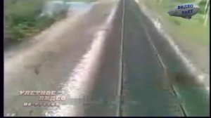 Поезд на полном ходу врезается в стадо коров