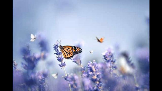 تحميل Ali Deek & Layal Abboud - Lmjanin | علي الديك & ليال عبود - لمجانين смотреть онлайн