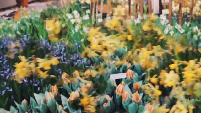 Checking out the Palmengarten in Frankfurt смотреть онлайн