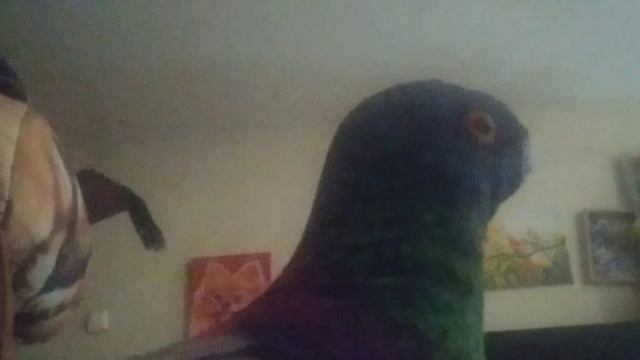 дело о шлепаре #2