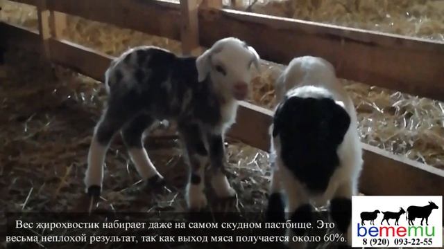 Жирохвостики. Продажа овец и ягнят. смотреть онлайн