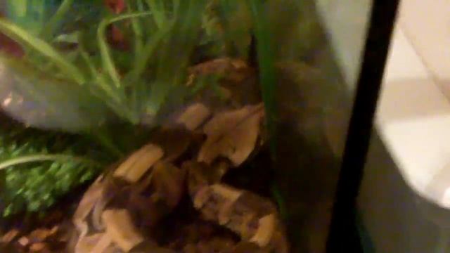 Gaboon viper feeding 1 смотреть онлайн