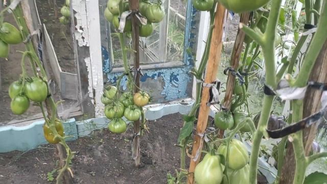 ТОМАТЫ самые лучшие для теплицы в средней полосе. Будете с урожаем всегда смотреть онлайн