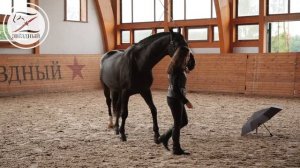 Язык лошадей. Страшные предметы.