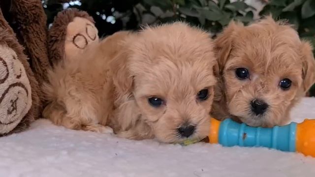 maltipoomini - мини щенки мальтипу линии Ф1 смотреть онлайн