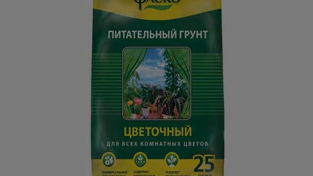 Кливия — уход в домашних условиях смотреть онлайн
